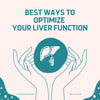 Best Ways to Optimize Your Liver Function