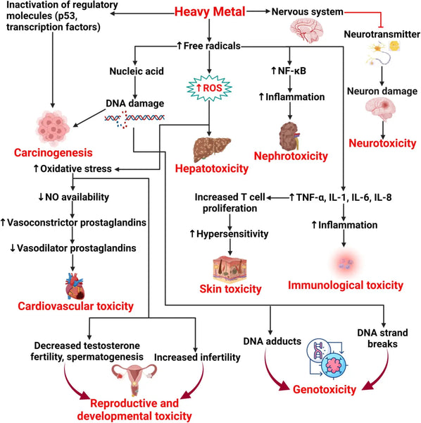 Exploring the Harmful Effects of Environmental Toxins