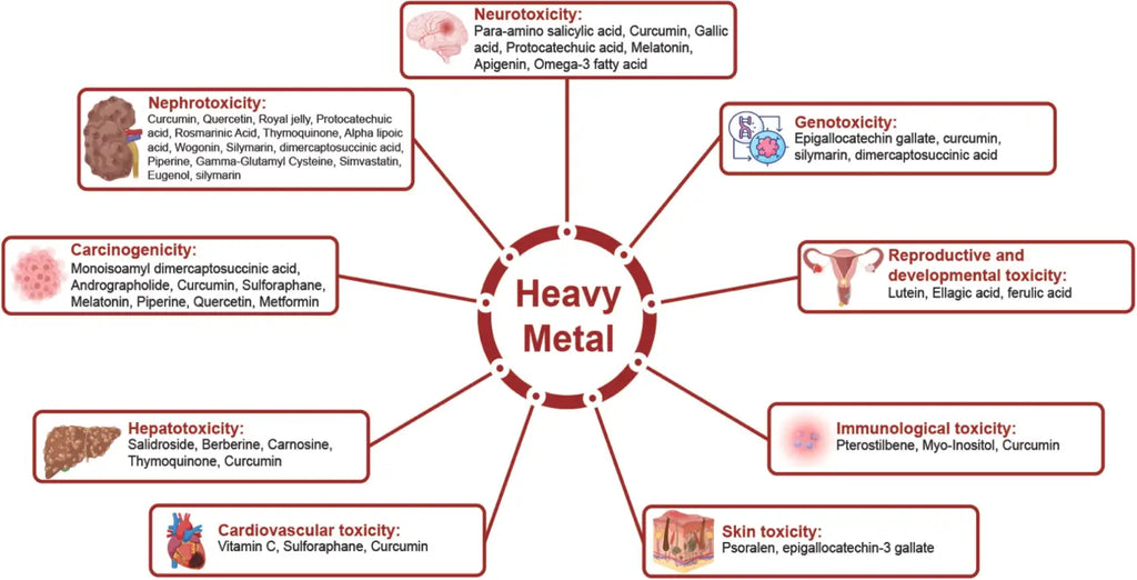 Exploring the Harmful Effects of Environmental Toxins