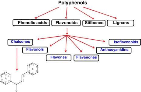 Nrf2 - The Most Important Signaling Pathway In Body?