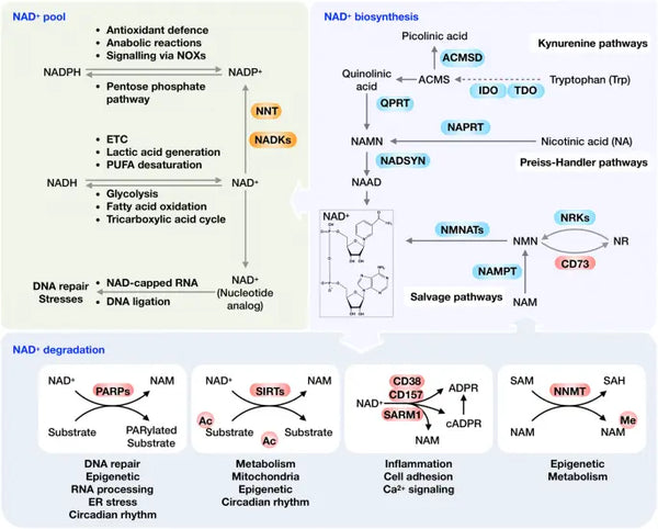 What is NAD+ and how to boost it?