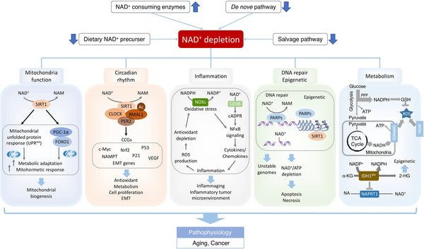 What is NAD+ and how to boost it?