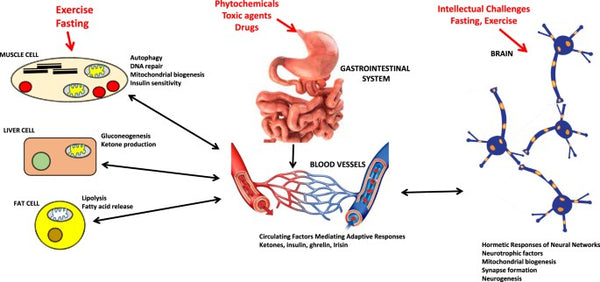 La hormesis hace que el cuerpo sea más fuerte