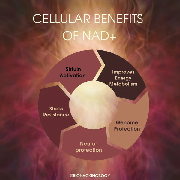 ¿Qué es el NAD+ y cómo aumentarlo?