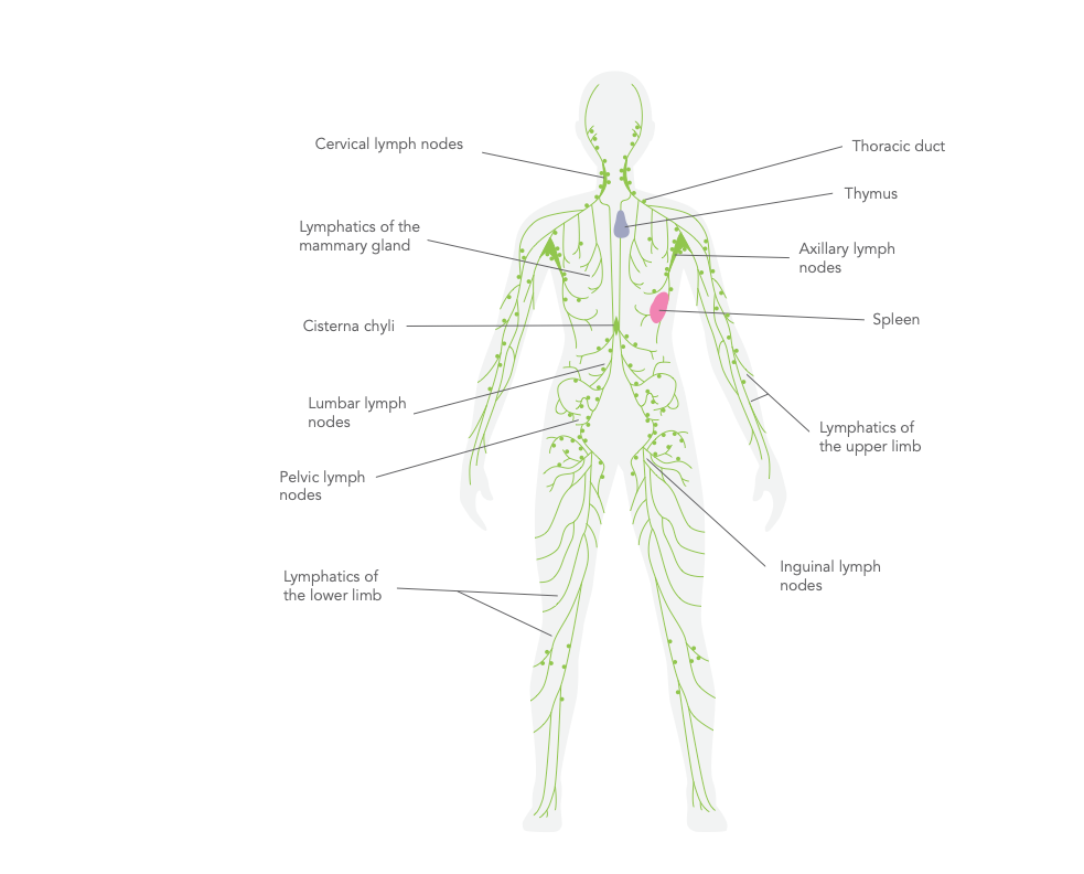 Thymus Health: The Hidden Gateway to Enhanced Immunity