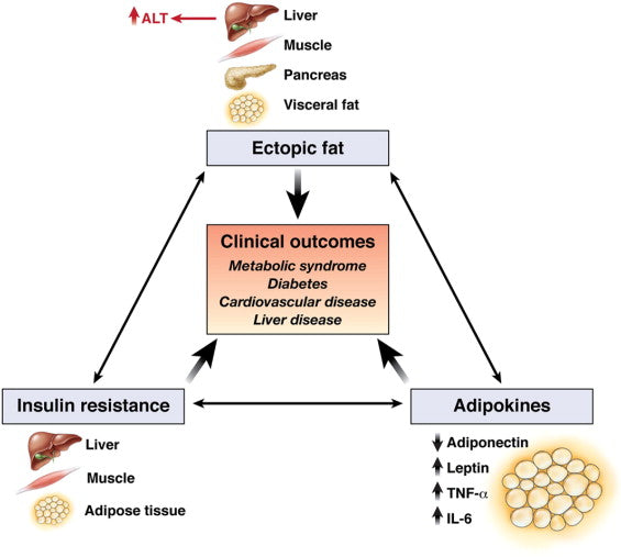 Best Ways to Optimize Your Liver Function