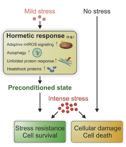 Hormesis tekee kehosta vahvemman