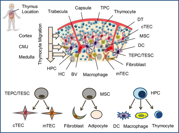 Thymus Health: The Hidden Gateway to Enhanced Immunity