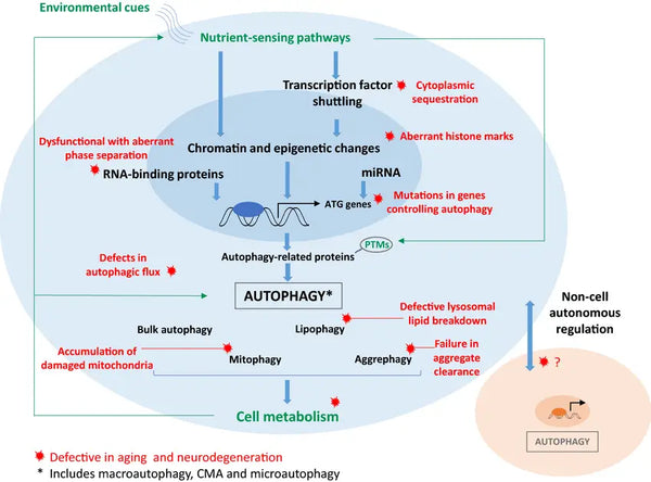 Autofagia – El principal sistema de limpieza del cuerpo