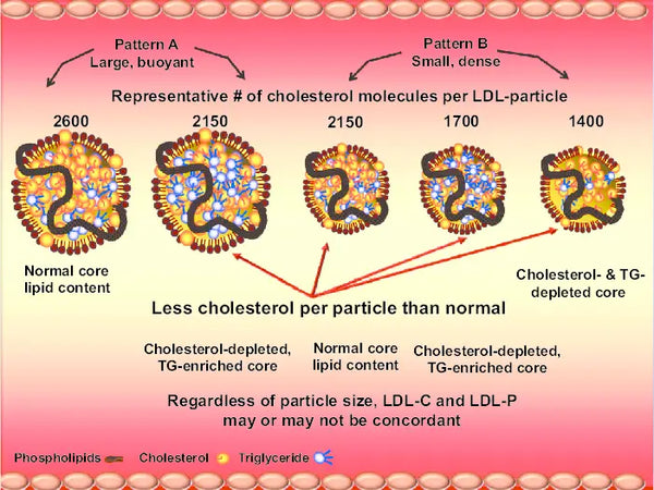 HDL en LDL Cholesterol: Hoe optimaliseer je je bloed