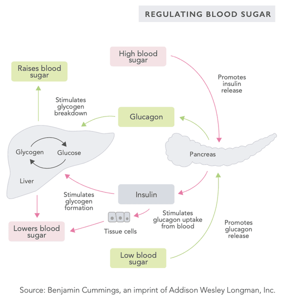 Gestión óptima del azúcar en la sangre – la clave para una energía estable