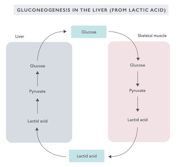 Optimal Blood Sugar Management – the Key to Stable Energy