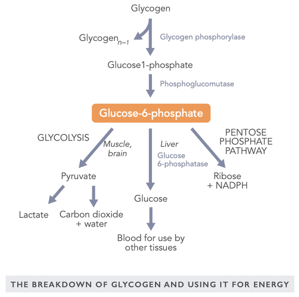 Optimal Blood Sugar Management – the Key to Stable Energy