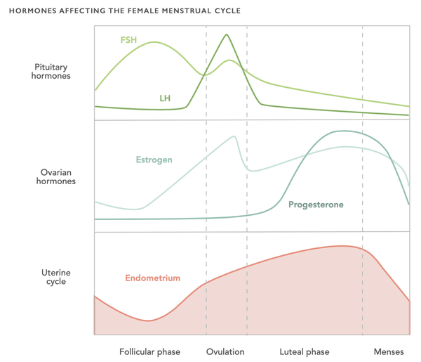 Gender Differences and Stages of Sleep – How Sex Hormones