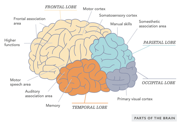 Lóbulos cerebrales