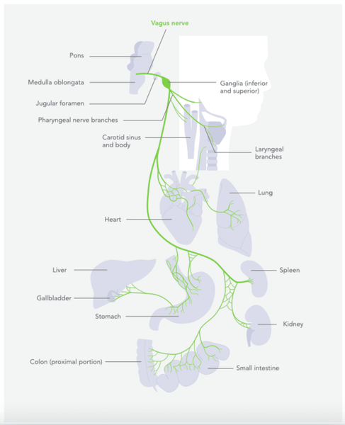 How to Activate the Vagus Nerve Reduce Stress