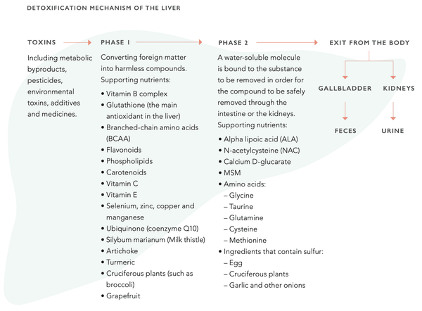 Mejores formas de optimizar la función hepática