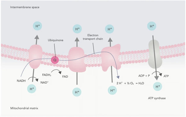 Los 6 principales suplementos para equilibrar el estrés oxidativo