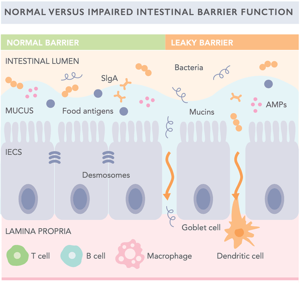 El Eje Intestino-Cerebro 101 – Todo lo que Necesitas Saber