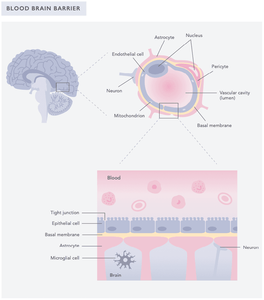 The Gut-Brain-Axis 101 – Everything You Need to Know