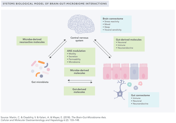 The Gut-Brain-Axis 101 – Everything You Need to Know