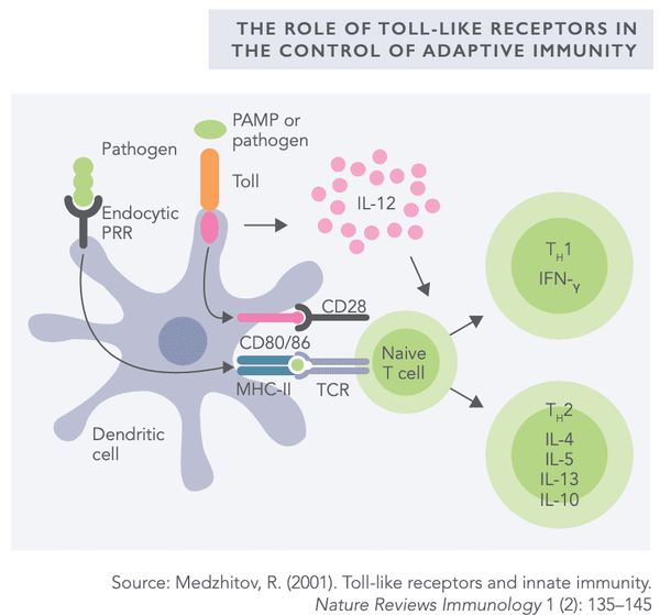 The Gut-Brain-Axis 101 – Everything You Need to Know