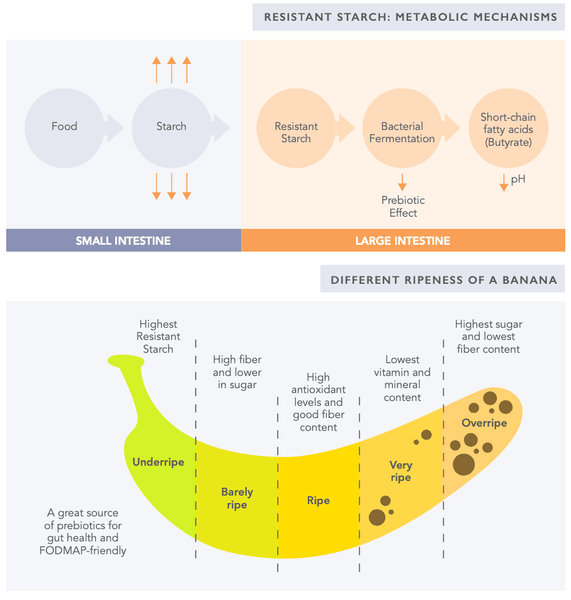 El Eje Intestino-Cerebro 101 – Todo lo que Necesitas Saber