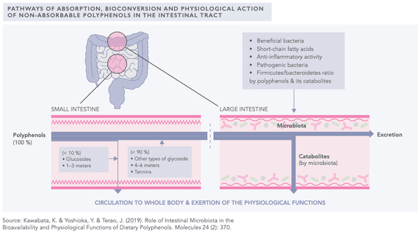 The Gut-Brain-Axis 101 – Everything You Need to Know