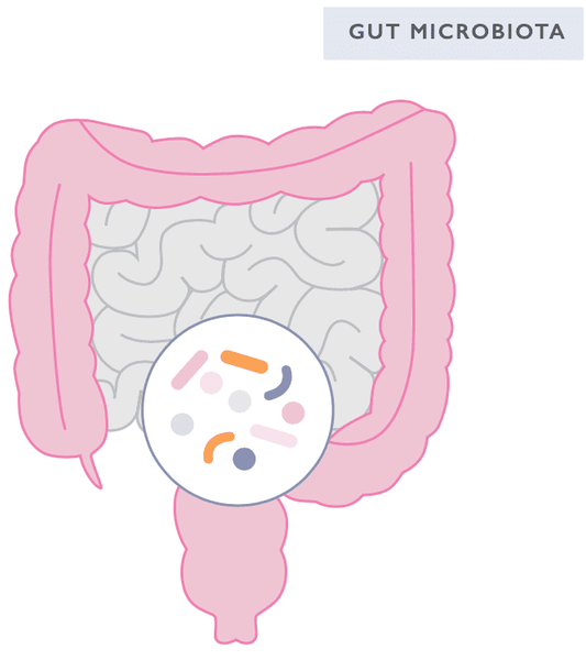 El Eje Intestino-Cerebro 101 – Todo lo que Necesitas Saber