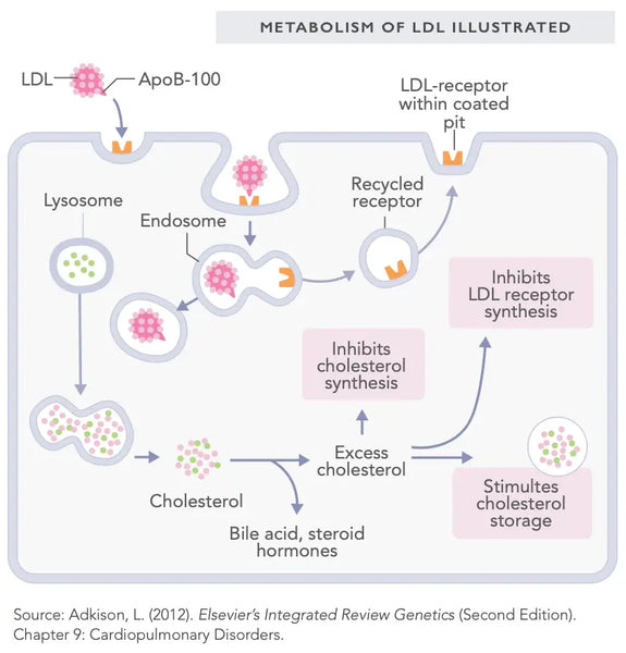 High Cholesterol and Atherosclerosis: Is There a Causal