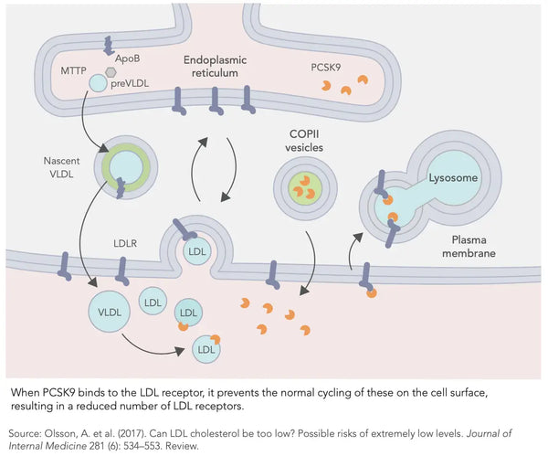 High Cholesterol and Atherosclerosis: Is There a Causal