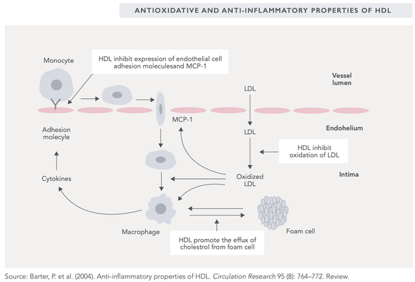 HDL en LDL Cholesterol: Hoe optimaliseer je je bloed