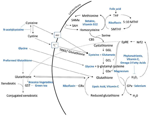 How to Optimally Support Glutathione Levels in the Body?