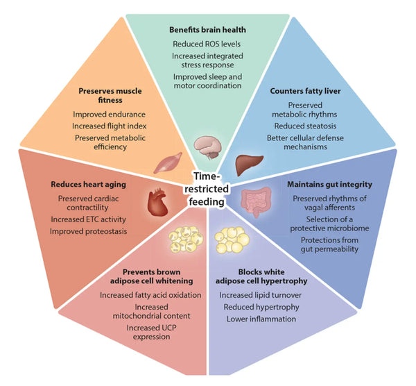 Health Benefits of Intermittent Fasting & Time-Restricted