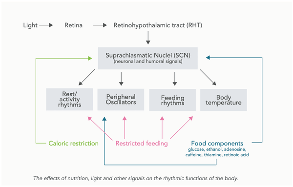 Gezondheidsvoordelen van Intermittent Vasten & Tijdsbeperkt