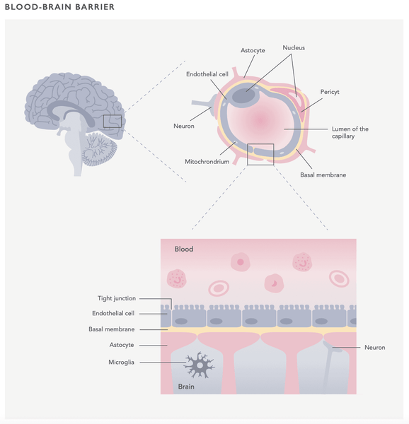 ¿Cómo afecta la comida tu mente y el cerebro?