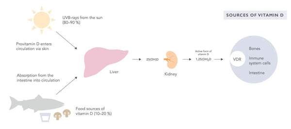 Todo lo que necesitas saber sobre la vitamina D