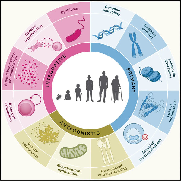 Longevity Research Breakthrough: From 9 Hallmarks to 12