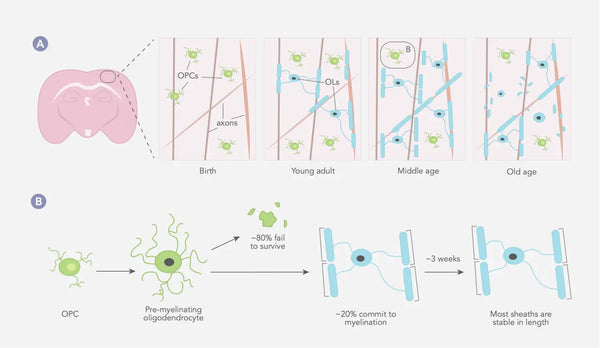 Mejorando la neuroplasticidad – Estrategias para potenciar el cerebro