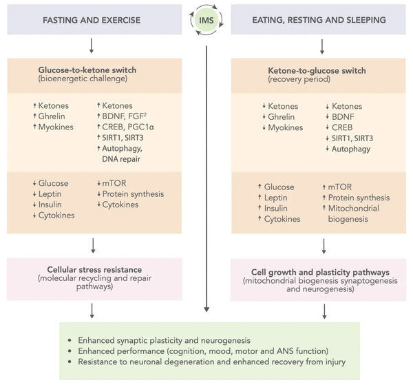 Enhancing Neuroplasticity – Strategies to Boost Brain