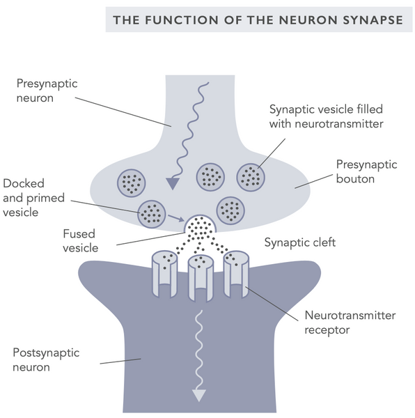 Mejorando la neuroplasticidad – Estrategias para potenciar el cerebro