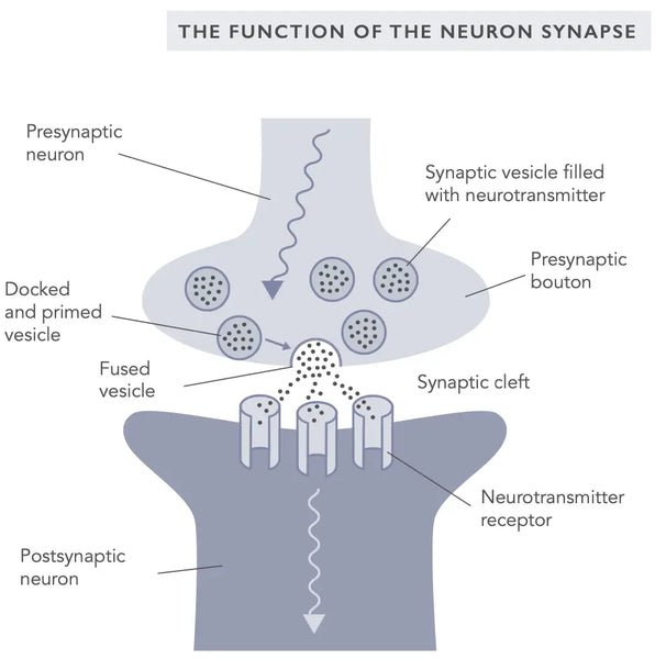 Neuroplastisuuden parantaminen - strategiat aivojen vahvistamiseksi