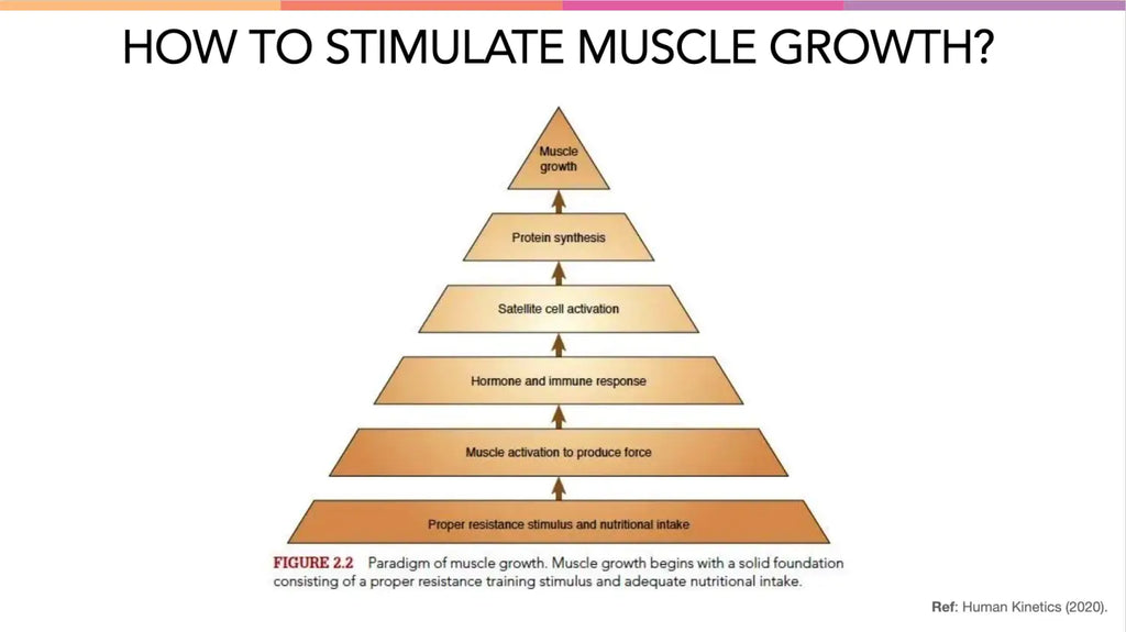 Advanced Supplementation for Weight Loss Muscle Building