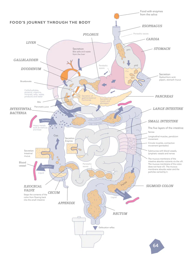 Optimiza la función de tu intestino: Una guía compacta