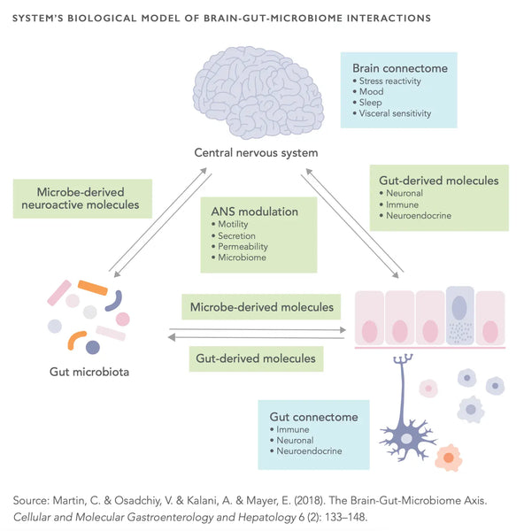 Optimize Your Gut Function: A Compact Guide