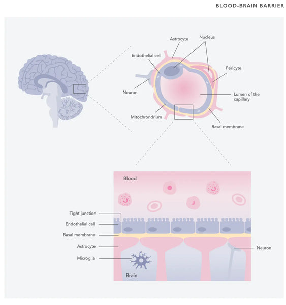 Optimiza la función de tu intestino: Una guía compacta