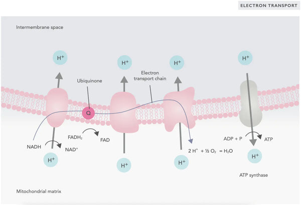 Optimizando la salud mitocondrial: estrategias clave