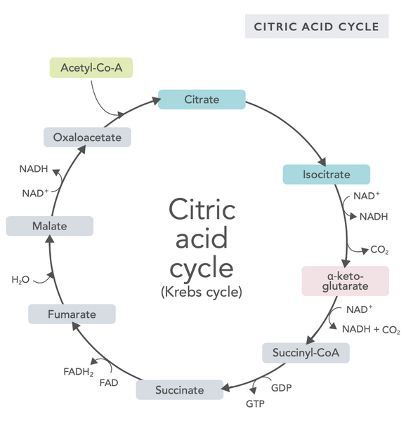 Optimizing Mitochondrial Health: Key Strategies