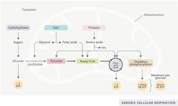 Optimizando la salud mitocondrial: estrategias clave