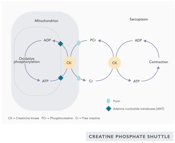 Optimizing Mitochondrial Health: Key Strategies